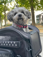 OJ Atmosfere Metropolitane S.r Pet Bag (30 Liters) - Black, Pet Carrier